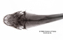 Heptapterus stewarti FMNH 54234 holo dvh x